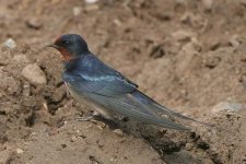 swallow230406a.jpg