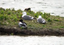 male_rbm_and_herringgull.jpg