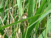 DS reed warbler 1.jpg