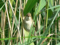 DS reed warbler 2.jpg