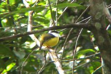 White-collared Manakin 1.JPG