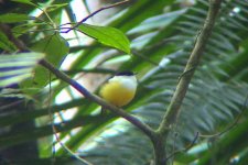 White-collared Manakin 2.JPG