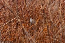 9209_Japanese Swamp Warbler.jpg