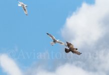 Short-toed-Eagle-mobbed3.jpg