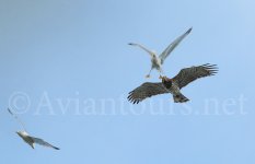 Short-toed-Eagle-mobbed.jpg