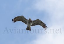 Short-toed-Eagle-flypast.jpg