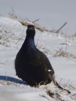 Black-Grouse05.jpg