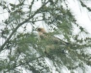 booted eagle.jpg