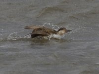 Common Scoter_MG_2622.jpg