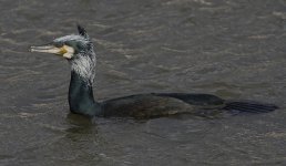 Cormorant_MG_2634.jpg