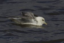 Fulmar_MG_2570.jpg