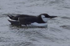 Guillemot_MG_3013.jpg