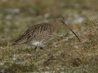 Curlew_MG_2683.jpg