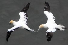 gannets in close formation.2pg.jpg