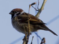 Tree Sparrow_MG_9864.jpg