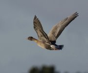 Pink Footed Goose_G9A5662.jpg