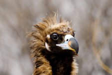 Monk_Vulture.jpg