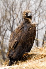 Monk_Vulture-2.jpg