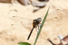 2012_12_05_Kenya_Shimba_Tithemis.jpg