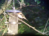 Brambling bum (R).jpg