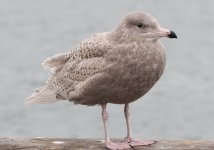 Glaucous 2.jpg