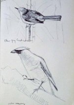 waxwingGnatcatcherSketch012.jpg