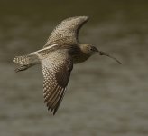 Curlew_MG_3624.jpg