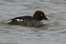 Goldeneye_MG_3290.jpg