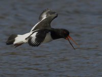 Oyster Catcher_MG_3398.jpg