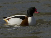 Shell Duck_MG_3449.jpg