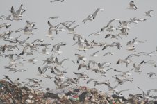 Jinzhou Bay Gulls.jpg
