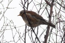 Fieldfare.jpg