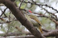 IMG_2017a Green-backed Woodpecker.jpg