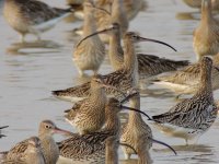 eurasian curlews roost P310 stx95 70x DSCN0484.jpg