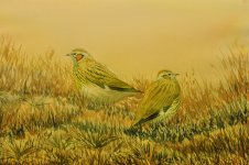 Watercolour painting Woodlarks (640x425).jpg