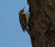 Treecreeper.jpg