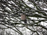 Collared Dove 5.jpg