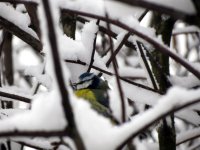 Blue Tit 4.jpg