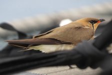 Oriental-Pratincole.jpg