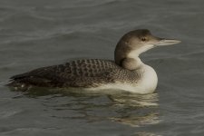 Great Northern Diver_MG_4622.jpg