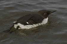 Guillemot_MG_3956.jpg