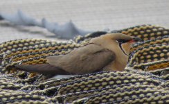 Pratincole.jpg