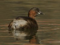 Little Grebe_MG_4117.jpg