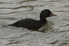 Male Common Scoter_MG_4390.jpg