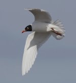 Mediterranean Gull_G9A7702.jpg