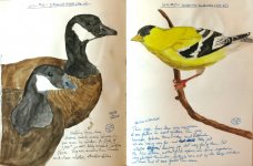 0127-G15-CacklingGeese+AmericanGoldfinchSketches-Jan,13.jpg