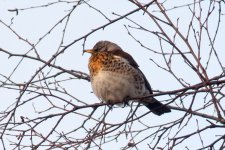 Fieldfare2.jpg