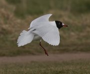 Med, Gull_G9A8592.jpg