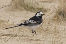 Pied Wagtail_G9A7872.jpg