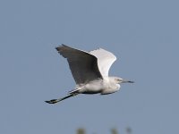 613_02407 EGRET.jpg